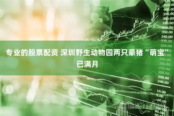 专业的股票配资 深圳野生动物园两只豪猪“萌宝”已满月